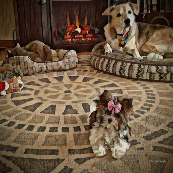 Meet your Posher, Darcy - Picture 3 of 5